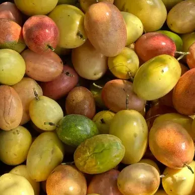 thumbnail for publication: Passion Fruit: Postharvest Handling Practices and Physiological Disorders